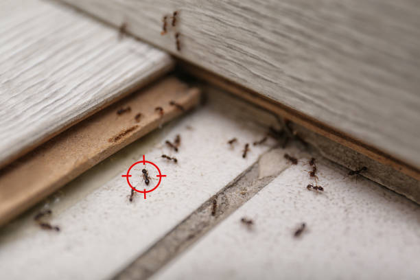 Best Best Pest Control Companies  in Welcome, NC