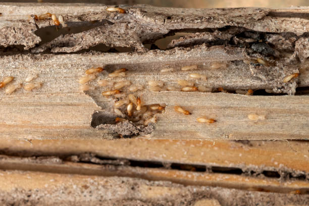 Bird Control in Welcome, NC