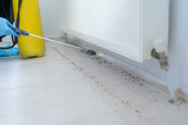 Best Local Pest Control Services  in Welcome, NC